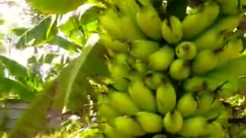 Muli banana garden is very wide