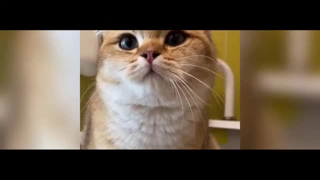 cute cat