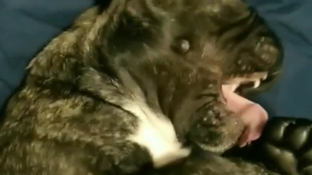 Black dog on blue bed