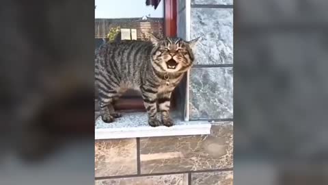 cat talking wow