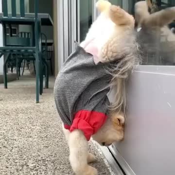 Good_job_Can_your_cute_puppy_like_this