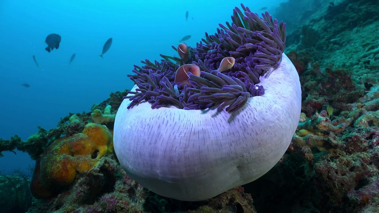 🌊 Dive into the Magical World: Pink Skunk Anemonefishes in a Tropical Coral Paradise! 🐠🌺