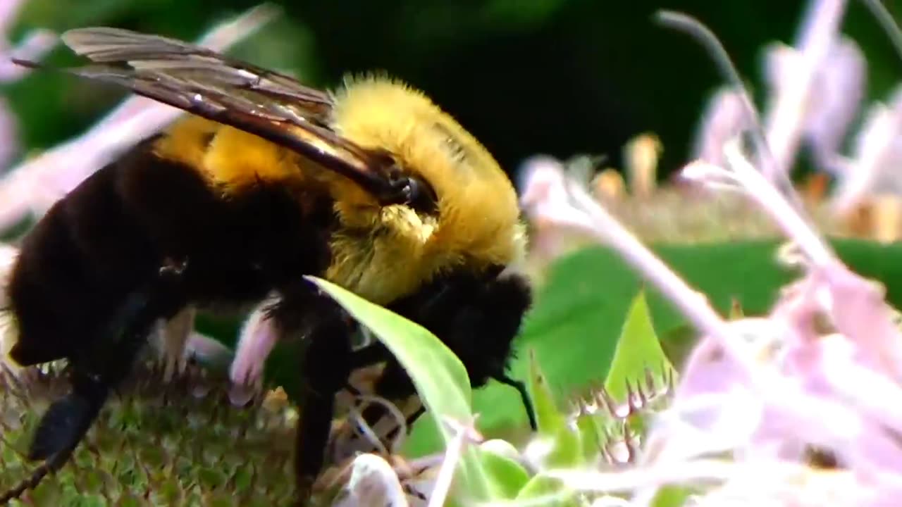 Bumblebee