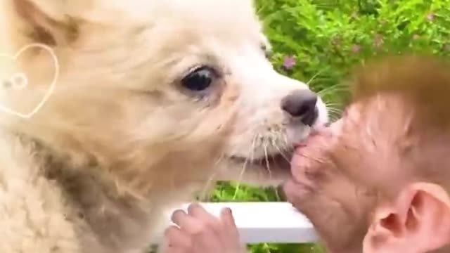 Monkey eats ice cream