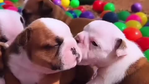 #FunnyPets_ Enjoy the Puppy Patrol! Bulldogs, Paw Patrol, and Cute Animal Love!