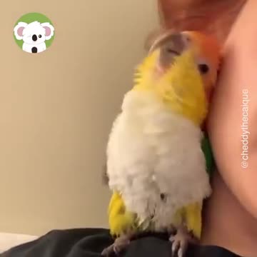 Cute Parrot Cuddles Her Owner's ear