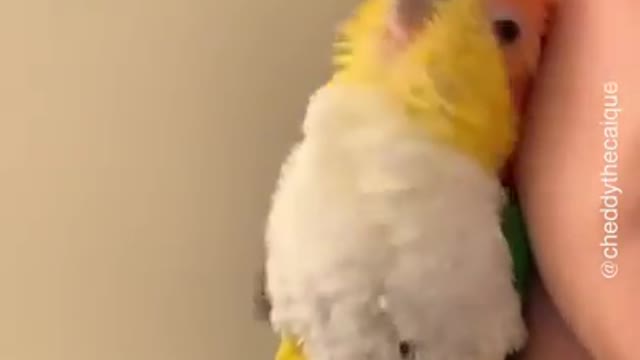 Cute Parrot Cuddles Her Owner's ear