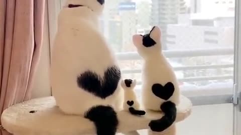 Cute Cat with our Cutest Baby's