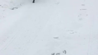 Black lab on a winter day