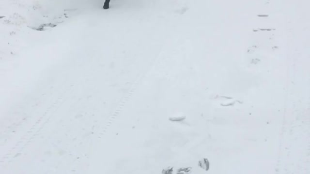 Black lab on a winter day