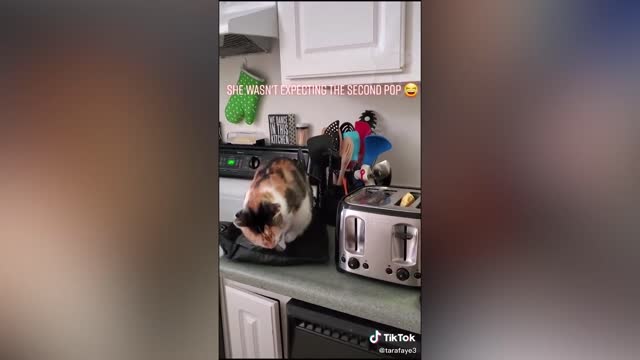 BEST CAT MEMES COMPILATION OF 2020 Part 8