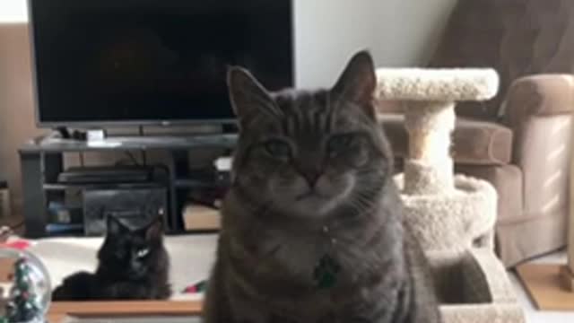 Bobcat politely asks for treats