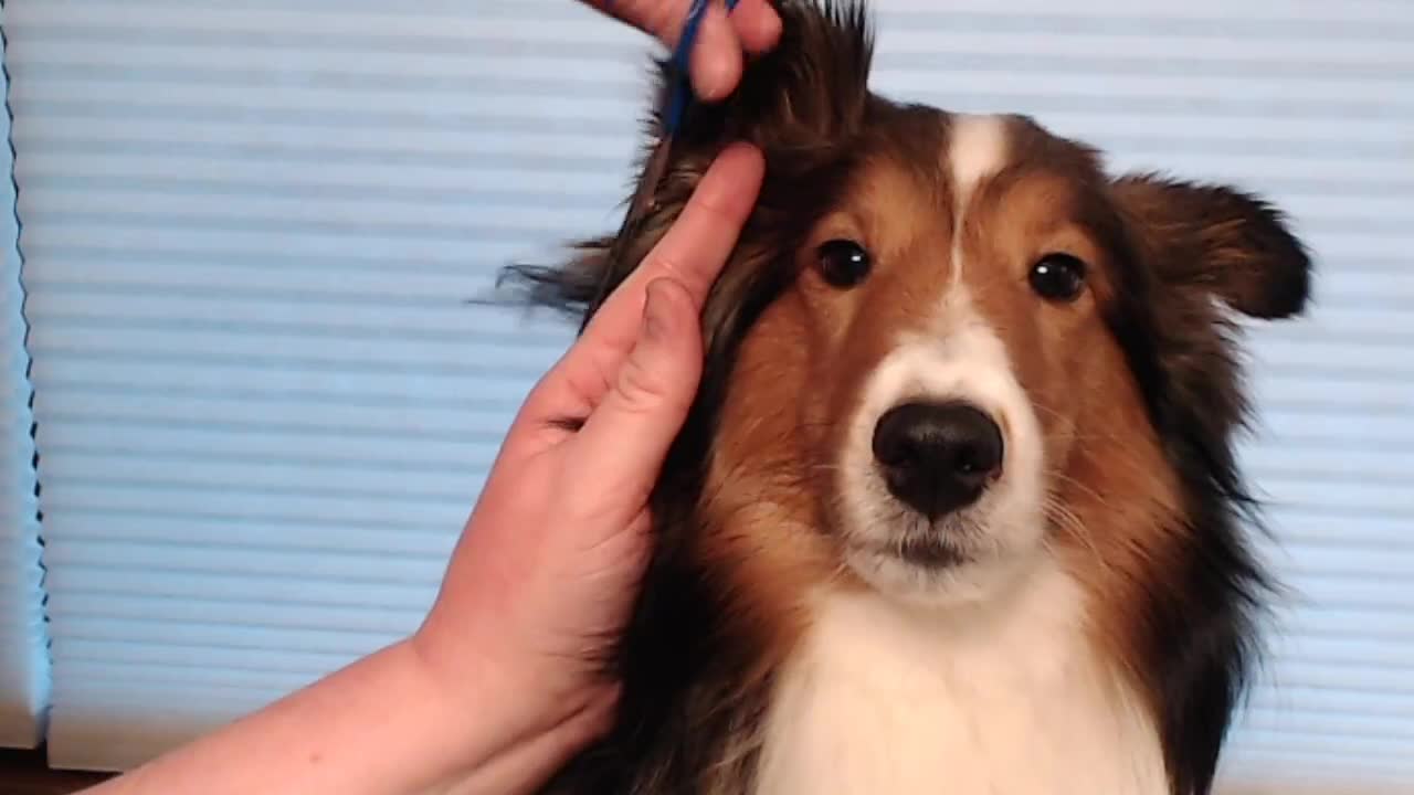 Woodruff Shelties Ear Trimming