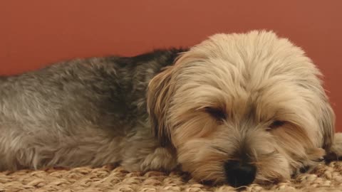 This video will make you love your dog even more