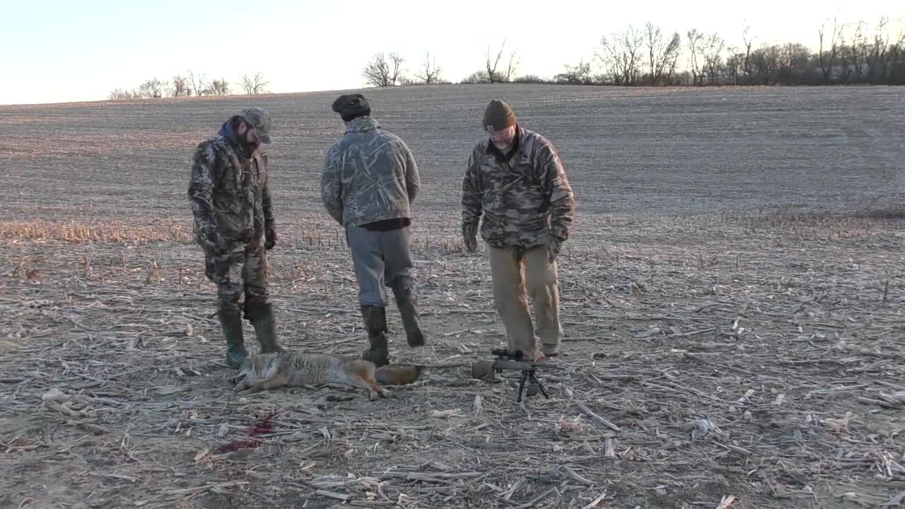 Coyote hunting 3.5 minutes called one in!