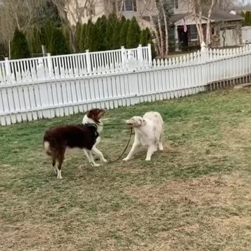 Insistent dog takes his brother for a walk on the leash