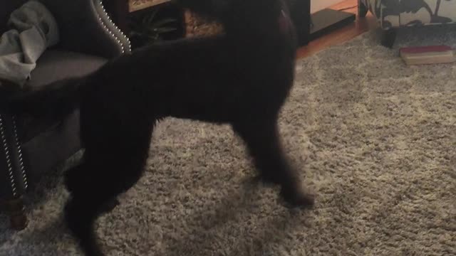 Brown furry dog barks at fan and spins on carpet