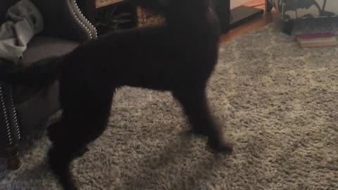 Brown furry dog barks at fan and spins on carpet