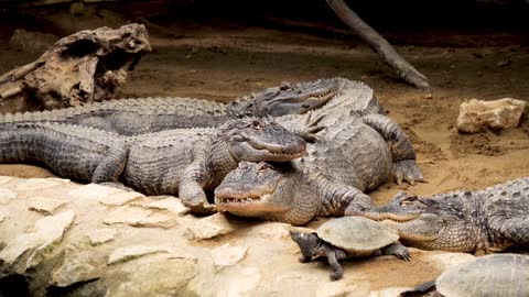 Crocodile family break