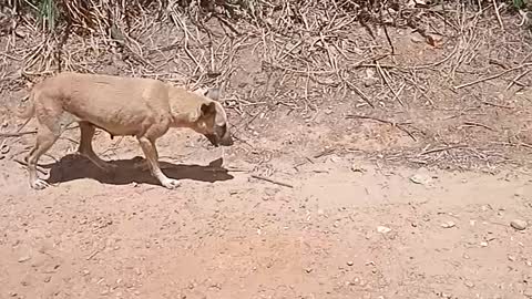 Cachorra cearense e valente