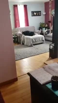 Doberman And Her Chihuahua Brother Having A Party