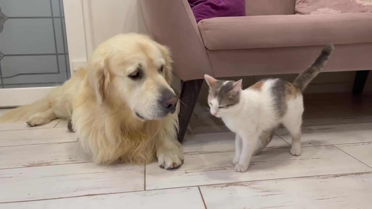 Cute Golden Retriever and Playful Kitten