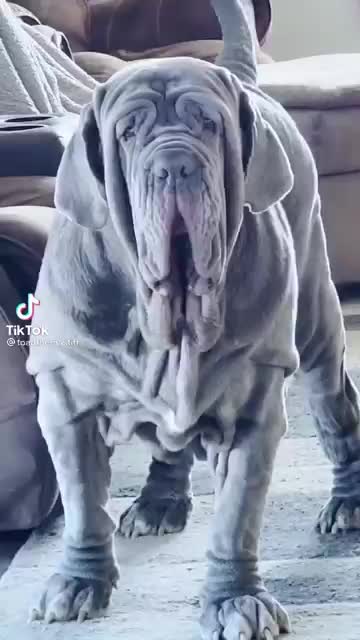 Dog Funny Video - TikTok Funny Short Dog