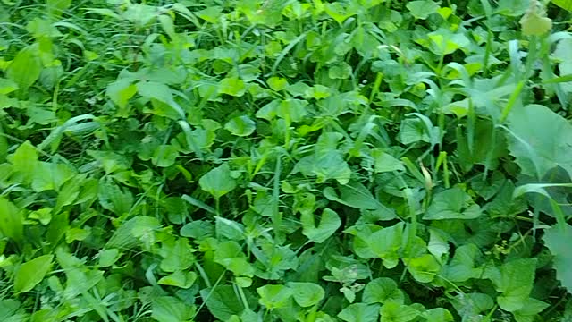 Something is killing my raspberry bushes only