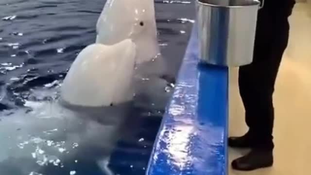 Adorable Activity and Attitude