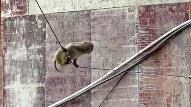 Monkey China & Funny Love monkey_ Animals Love #Short (349)