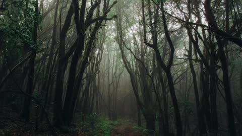 Relaxing Bird Sounds In the Forest