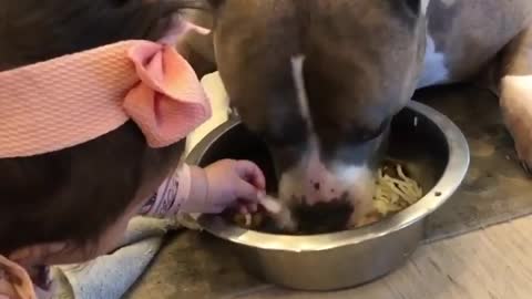 Sweet pit bull doesn't mind that baby sticks her hands in his food bowl