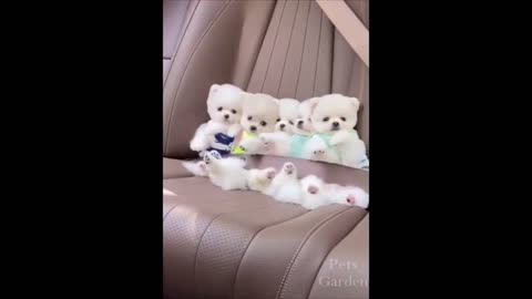 Funny Dogs - Try Not to Laugh