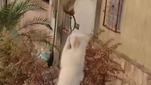 Funny Animals | Funny Cat Sleeping | Funny Dog Playing | Funny Animals Fightings |