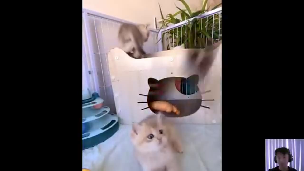 Cat videos cute cats kittens 😻🐾 3