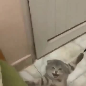 the kitten was trying to hang up clothes