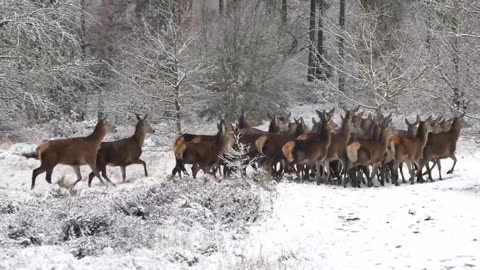 Animals & Different Birds that call The Forest home|| Scenic Relaxtion Film