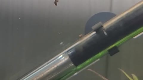Little snail swimming.