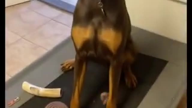 Cute and funny dog video