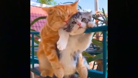 Funny Pets - Top Funniest Moments | Funny Cats Videos #16