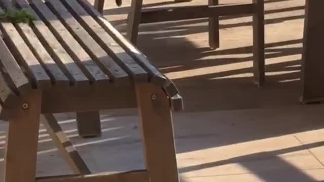 Blonde dog gets chin scratched in slowmo zoom in on cat on chair