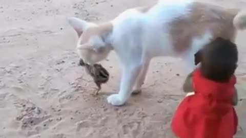 It's funny to see a kittens playing with little Monkey and bird