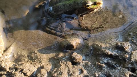 the toad rests after swimming