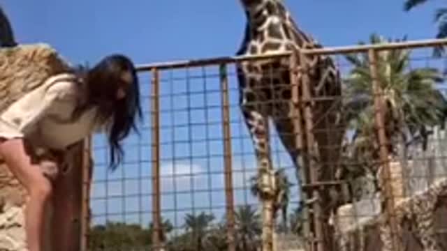 Amazing how a giraffe lifts a child