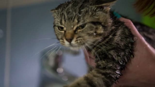 Dripping water on cat head