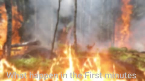 What Happened in the First minutes After the Dinosaurs Disappeared?