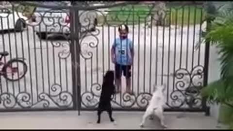 Boy dance in front of dog's | hilarious|funny