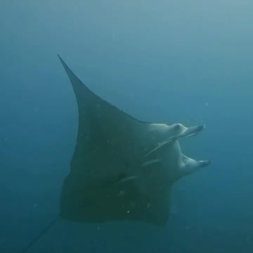 Fish In The Water #Fish_In_The_Water #animals_Nuture #fish