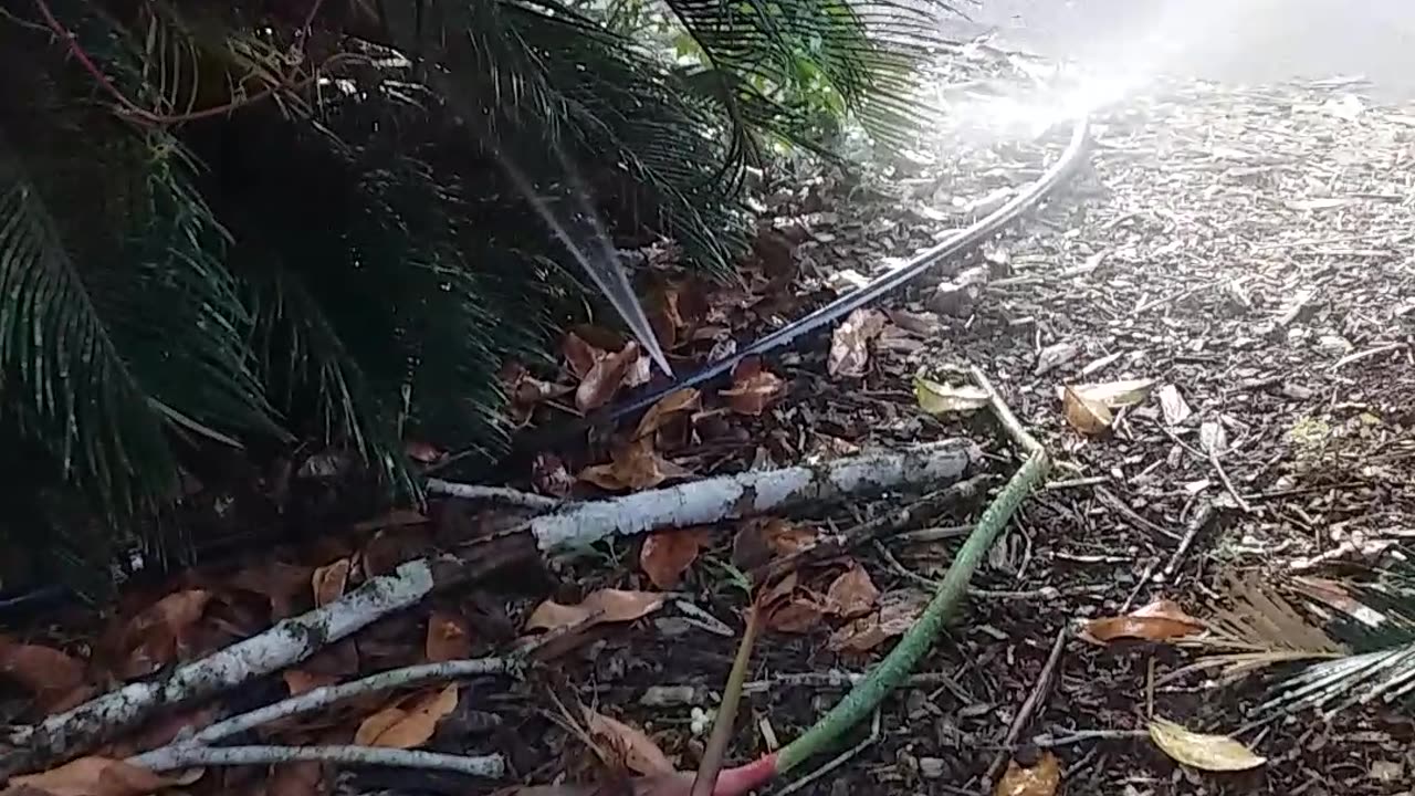 23.11.2023 Failing Sprinklers, Kuranda