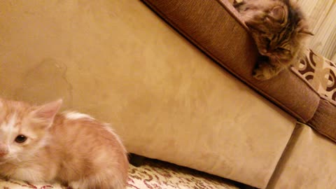 Huge Cat Trying to play with a scared little kitty